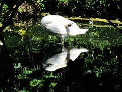 swan at valentines park, ilford, london