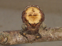 1994 Phalera bucephala (Buff-tip)