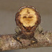1994 Phalera bucephala (Buff-tip)