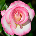 Macro d'une belle rose
