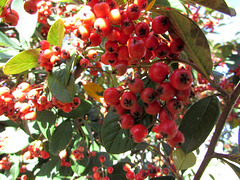 My Red Kumarahou Berries