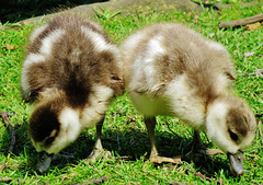ducklings at swan at valentines park, ilford, london