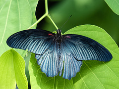 Great Mormon / Papilio memno