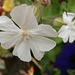 A white wild flower
