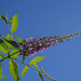 Buddleia - arbre aux papillons