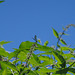 Buddleia - arbre aux papillons et libellule  (caloptéryx splendens)