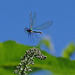 Buddleia - arbre aux papillons et libellule (caloptéryx splendens)