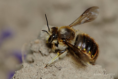 Anthidium manicatum male (Wool-carder bee)