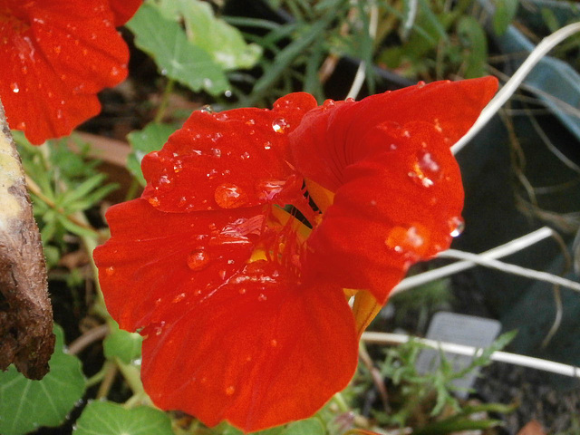 The nasturtium looks great with raindrops on it