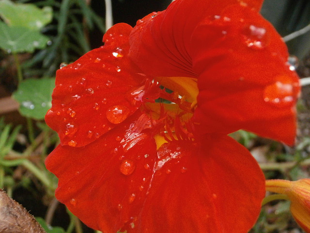 Just love the look of rain on flowers