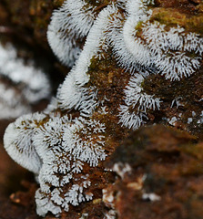 Slime Mould....possibly Ceratiomyxa fruiticulosa