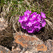 Primula hirsuta - 2009-06-04-_DSC5383