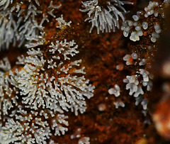 Slime Mould....possibly Ceratiomyxa fruiticulosa