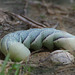 chenille du sphynx du tilleul (Mimas tiliae)// Lime Hawk-moth
