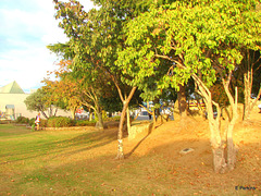 Central Whitianga Park