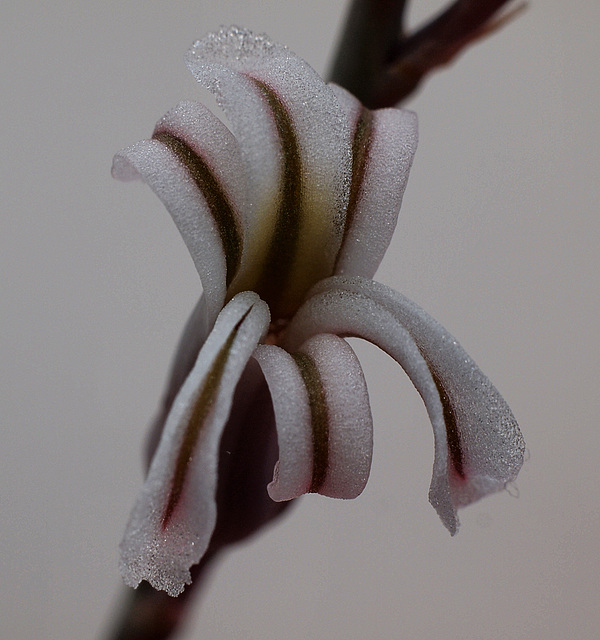 Haworthia fasciata - Blüte
