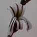 Haworthia fasciata - Blüte