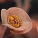 Euphorbia capsaintemariensis - Blüte