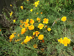 Bright Californian Poppies