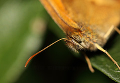 Gatekeeper (Pyronia tithonus) butterfly