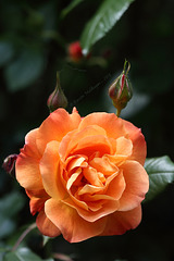 Rose (Wilhelma)
