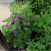 Le jardin des pécheresses- Geranium psilostemon (2)
