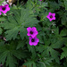 Le jardin des pécheresses- Geranium psilostemon (3)