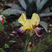 Le jardin des pécheresses-Iris lorelei