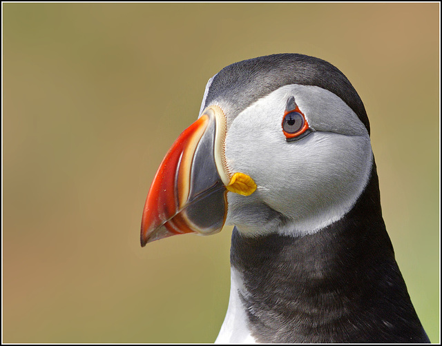 Atlantic Puffin Portrait Atlantic Puffin Portrait