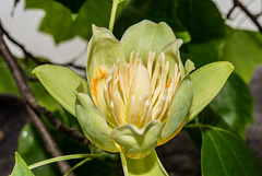 BESANCON: Un Tulipier de Virginie ( Liriodendron tulipifera ) - 04.