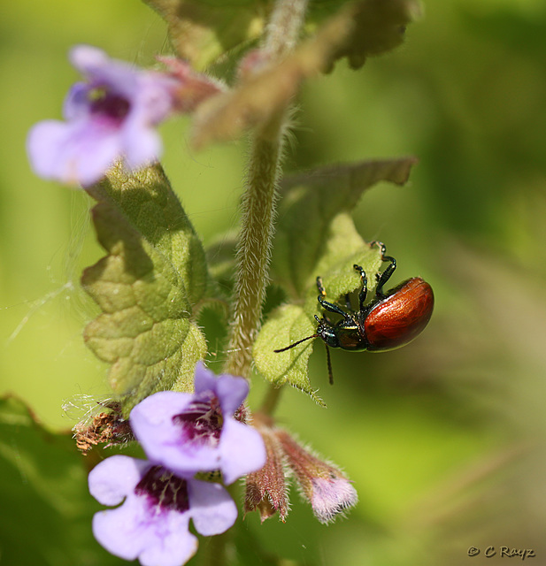 Knotgrass Leaf Beetle
