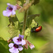 Knotgrass Leaf Beetle