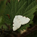 White-pinion Spotted