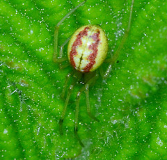 Comb-footed Spider. Enoplognatha ovata