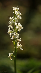 Early Purple Orchid White Form