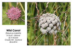 Wild Carrot - Seaford - 30.6.2014