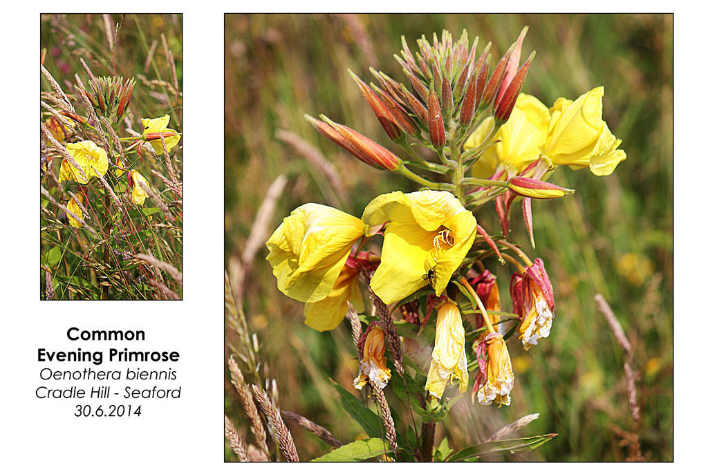 Common Evening Primrose - Seaford - 30.6.2014