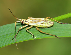 Leptopterna dolabrata,female