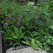 Le jardin des pécheresses-Primula vialii (2)