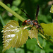 Grape-leaf paper wasp