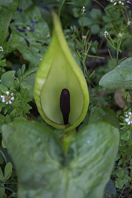 20140424 1738VRAw [D~BI] Gefleckter Aronstab (Arum maculatum), Botanischer Garten, Bielefeld
