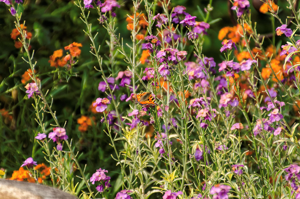 Butterfly and Wallflower Erysimum
