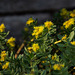 20140424 1731VRAw [D~BI] Rosenwurz (Rhodiola rosea), Botanischer Garten, Bielefeld