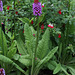 Le jardin des pécheresses-Primula vialii (3)
