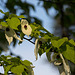 20140424 1721VRAw [D~BI] Taschentuchbaum (Davidia involucrata) [Taubenbaum], Botanischer Garten, Bielefeld