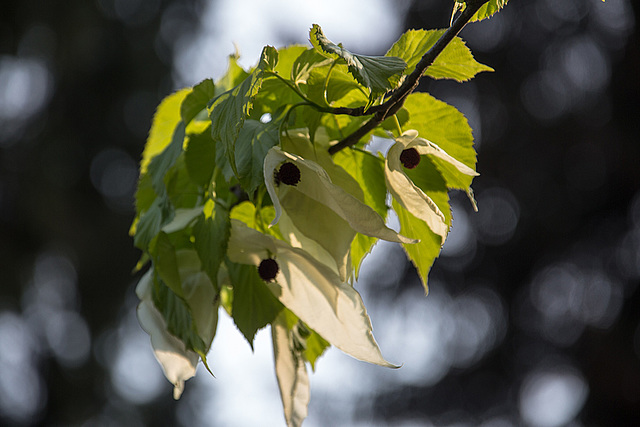 20140424 1720VRAw [D~BI] Taschentuchbaum (Davidia involucrata) [Taubenbaum], Botanischer Garten, Bielefeld