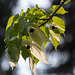 20140424 1720VRAw [D~BI] Taschentuchbaum (Davidia involucrata) [Taubenbaum], Botanischer Garten, Bielefeld