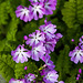 20140424 1718VRAw [D~BI] Siebolds Primel (Primula siboldii), Botanischer Garten, Bielefeld