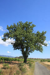 A Tree in the Wineyards