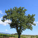 A Tree in the Wineyards